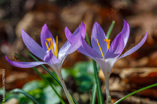 Close-up of two purple crocuses  crocoideae  fully openened in the spring sun