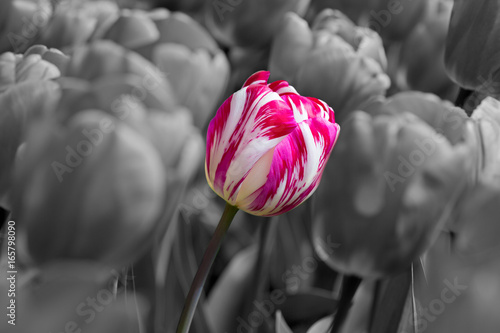 Fioletowy, różowy i biały tulipan holenderski samodzielnie na czarno-białym tle