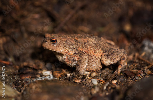 Toad on the forest floor