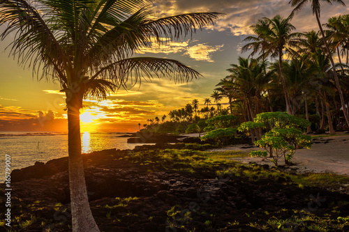 Coconut palm trees and black rocks on the beach during the sunset on Upolu, Samoa