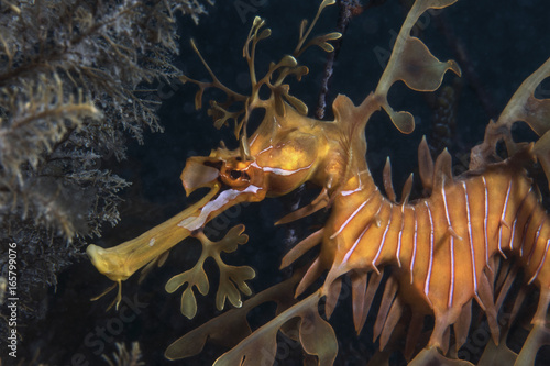 Leafy seadragon a beautiful and elegant creature you can only found along the southern and western coasts of Australia