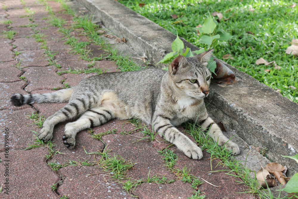 Obraz premium street cat with gray striped look right and lay beside cement and grass
