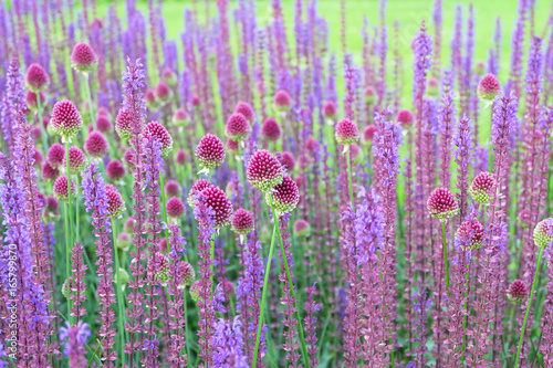 Decorative onion and blue salvia on the flower bed.