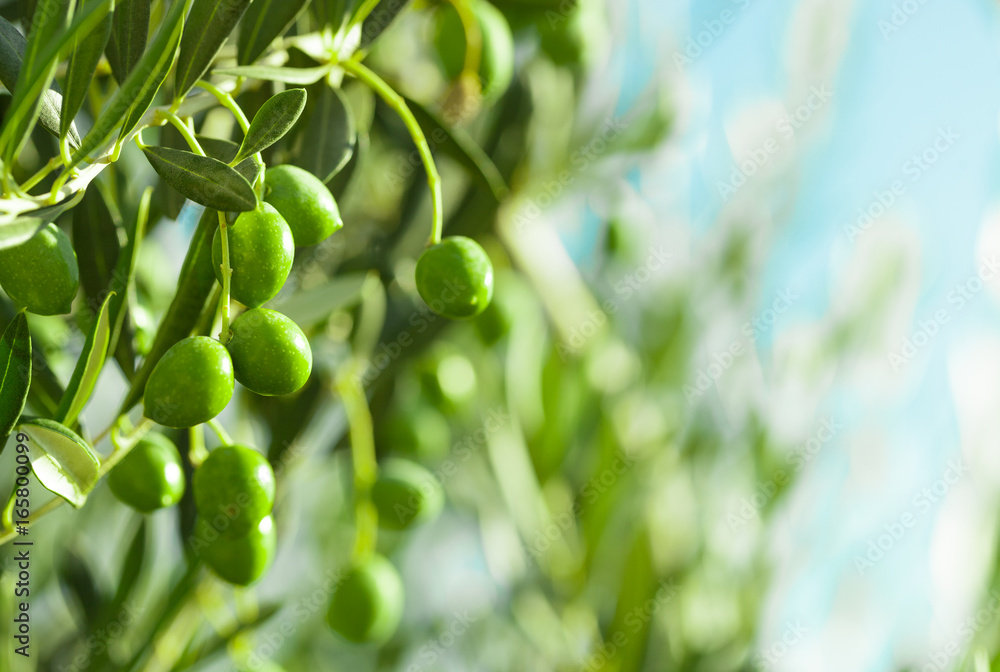 Green olives on a branch of olive tree - close up shot Green olives on a branch of olive tree - close up shot