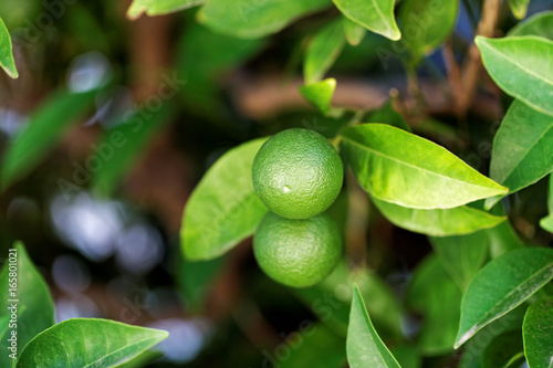 Wallpaper Mural Oranges ripening on a branch of orange tree - Croatia, island Brac Torontodigital.ca