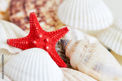 Various seashells with red sea starfish in focus. Copy space