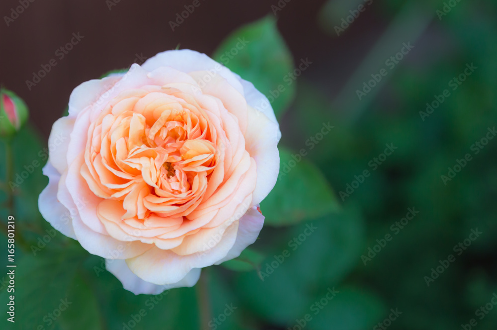 Graduate pink rose in the garden, soft image, soft focus Graduate pink rose in the garden, soft image, soft focus