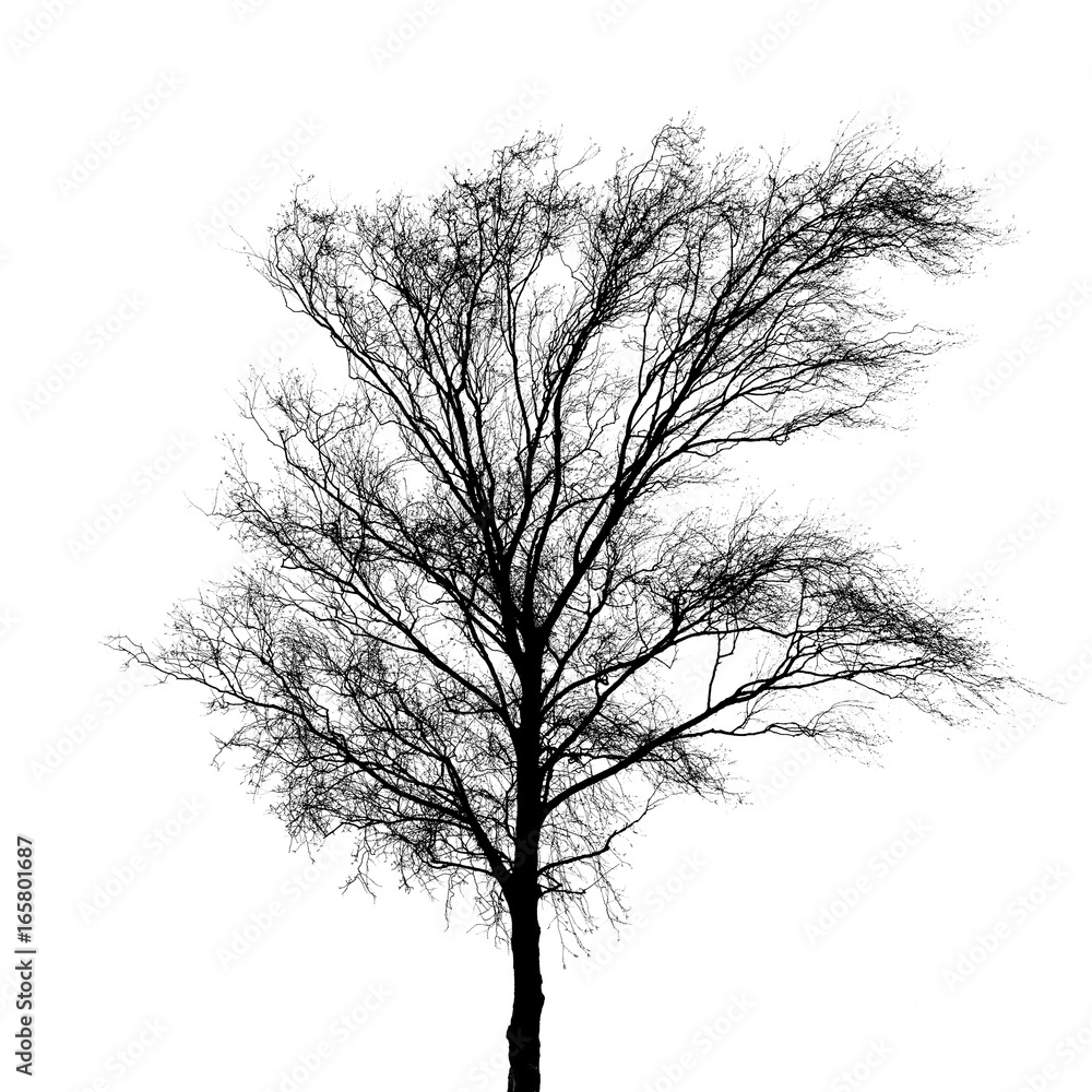 Black bare tree photo silhouette isolated on white Black bare tree photo silhouette isolated on white