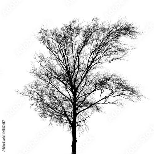 Black bare tree photo silhouette isolated on white