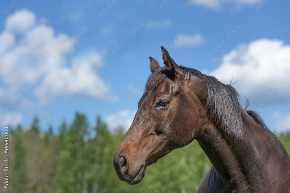 Beautiful purebred horse portrait on summer day Beautiful purebred horse portrait on summer day