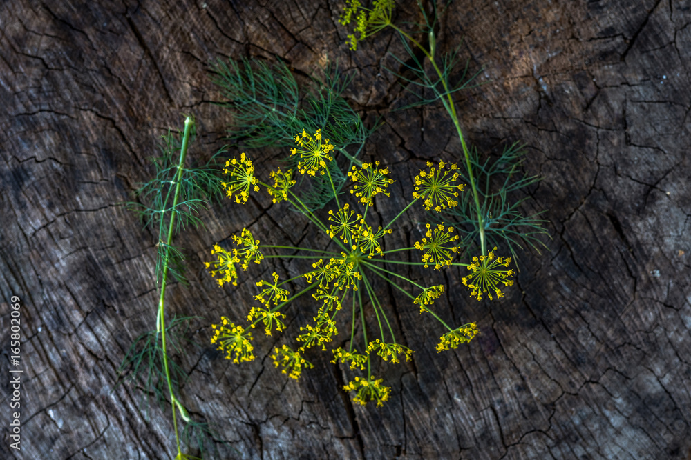 Fresh dill on a wooden surface