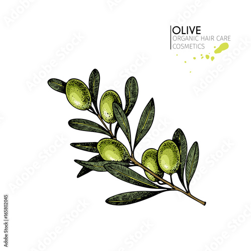 Vector set of hair care ingredients. Organic hand drawn elements. Farm market vegetables. Colored green olive branch.
