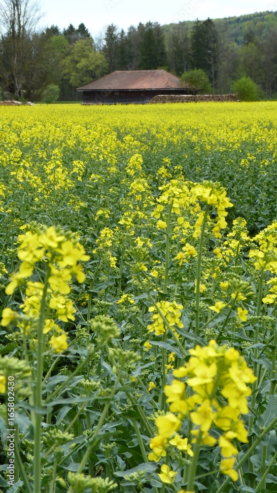 Obraz premium Rapsfeld