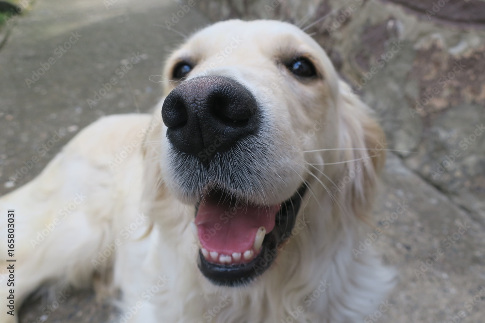 golden retriever golden retriever