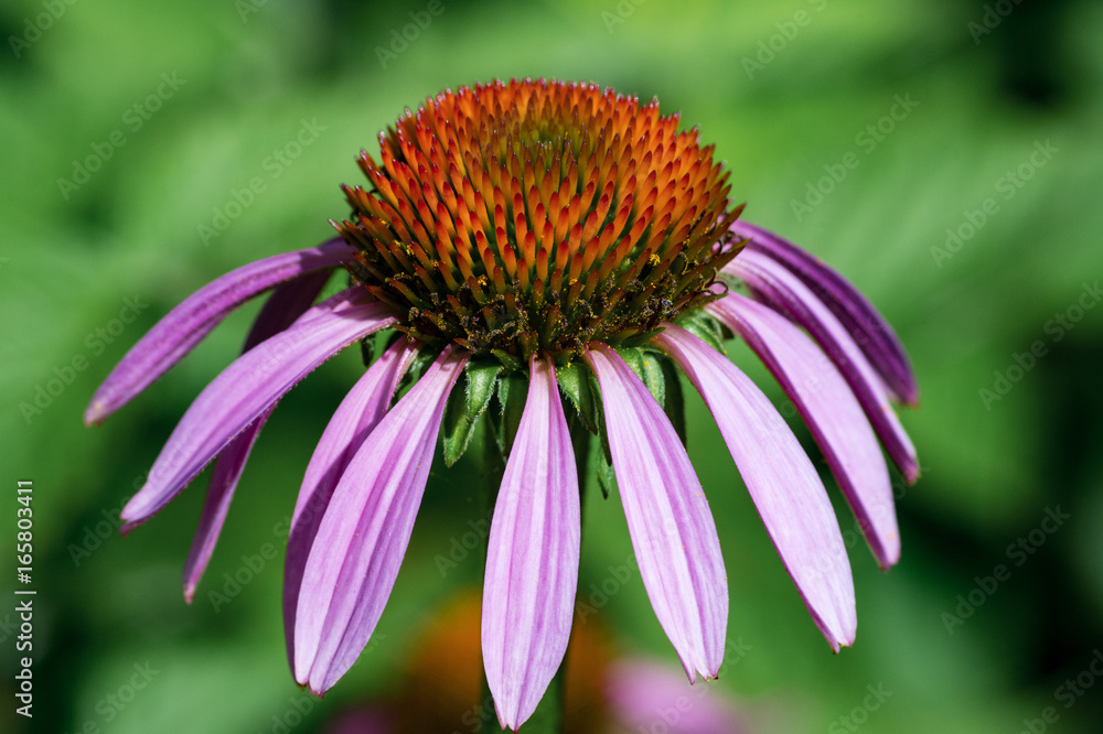 Photo of beautiful purple echinacea flower, close-up. Natural background Photo of beautiful purple echinacea flower, close-up. Natural background