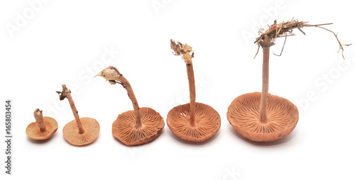 xerula radicata mushrooms photo