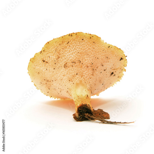 polyporus alveolaris mushroom photo
