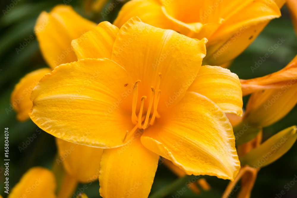 Fototapeta premium yellow lily found on a recent walk