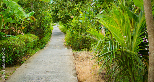 Concrete pathway or walkway in jungle forest