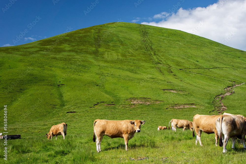 Auvergne Auvergne