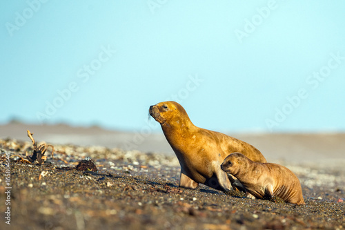 fermale and puppy sea lion on the beach photo