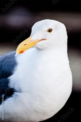 Seagull, close up shot