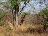 Girafe Sénégal
