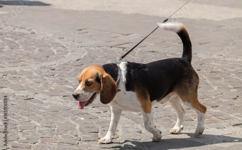 Beagle dog breed on a leash walk on street