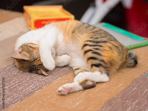 Shy Cat on Bed