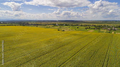 aerial view agriculture field summer day. Summer day landscape. © Olonkho