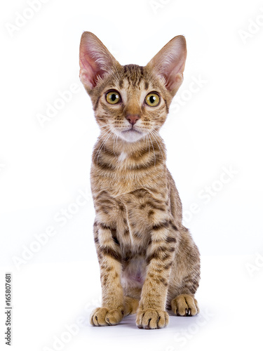 Foto Ocicat kitten sitting isolated on white background