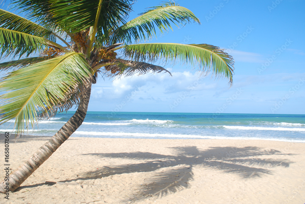 Fototapeta premium Brasil Tropical