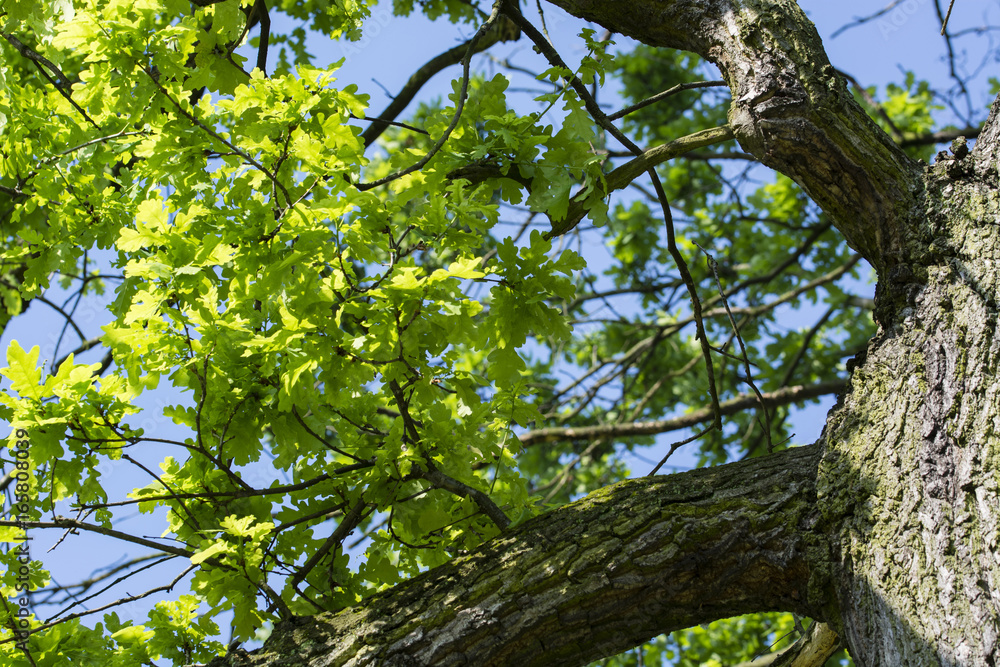 Young leaves of oak and blue sky in the background. Young leaves of oak and blue sky in the background.