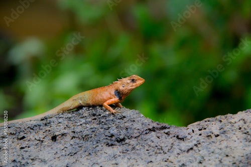 Select eye focus Lizard in thailand. Beautiful Chameleon species in Thailand perched on branch in nature.  Bearded Dragon 