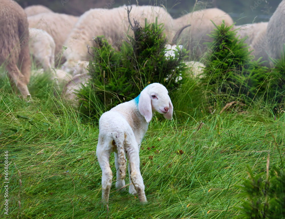 Junges Lamm steht alleine vor einer Schafherde