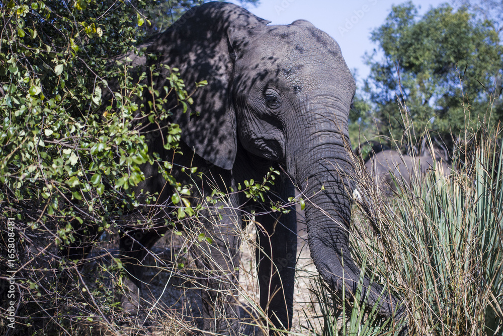 Obraz premium Elephant - Close Up