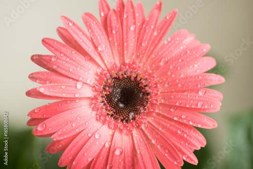 Bud of pink gerbera flower closeup. Dew and water droplets on the petals. Macro. Stock photo
