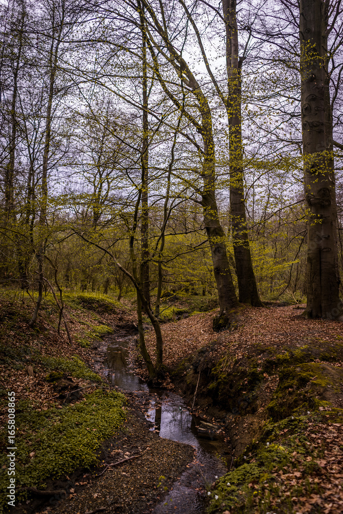 Obraz premium Kleiner Bach im Wald