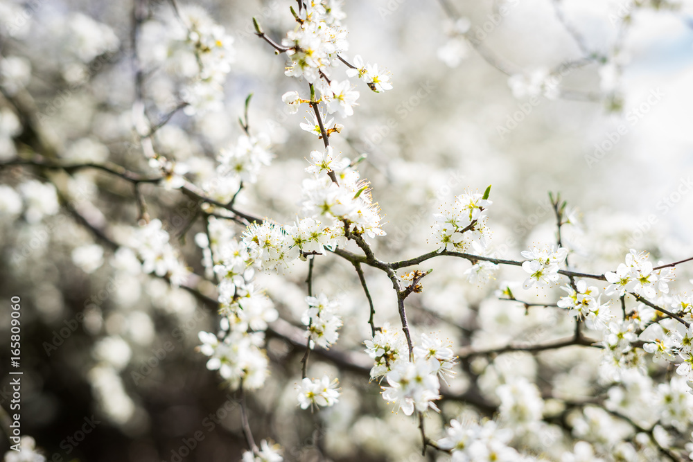 Kirschbaum mit Kirschblüten im Frühling