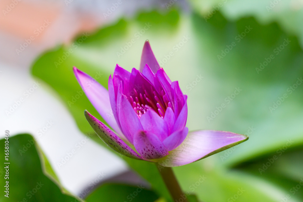 The Lotus Flower. Background is the lotus leaf and lotus flower and lotus bud and lotus flower.