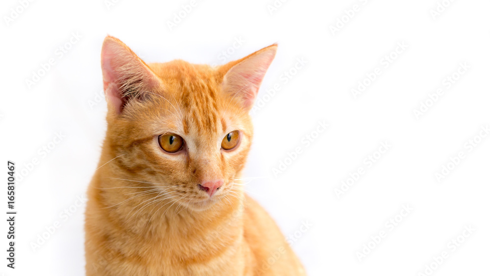 Thailand Cat lethargic. Cute cat, cat lying on the wooden floor in the background blurred close up playful cats, cats relaxing vacation.