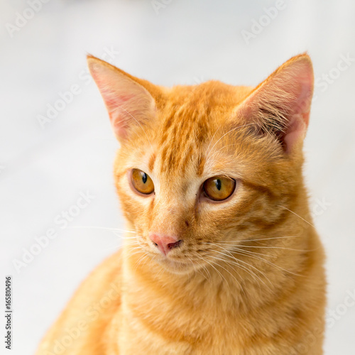 orange cat, look some thing. Cute cat, cat lying on the wooden floor in the background blurred close up playful cats, cats relaxing vacation. © rusticfoto