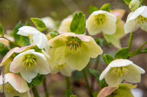 Christmas rose (Helleborus niger)