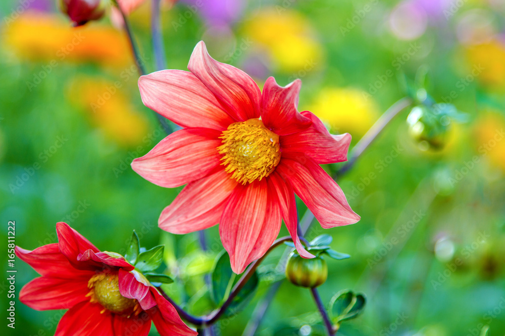 Obraz premium flower red dahlia with yellow center