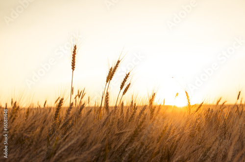 Ears of wheat in the field. backdrop of ripening ears of yellow wheat field on the sunset cloudy orange sky background. Copy space of the setting sun rays on horizon in rural meadow 