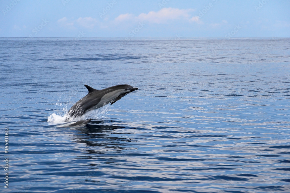 Fototapeta premium Skaczące delfiny zwyczajne, Kostaryka, Ameryka Środkowa
