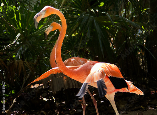 zwei Flamingos photo