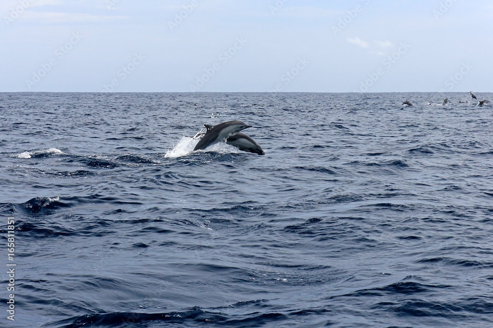 Fototapeta premium Common dolphins jumping, Costa Rica, Central America