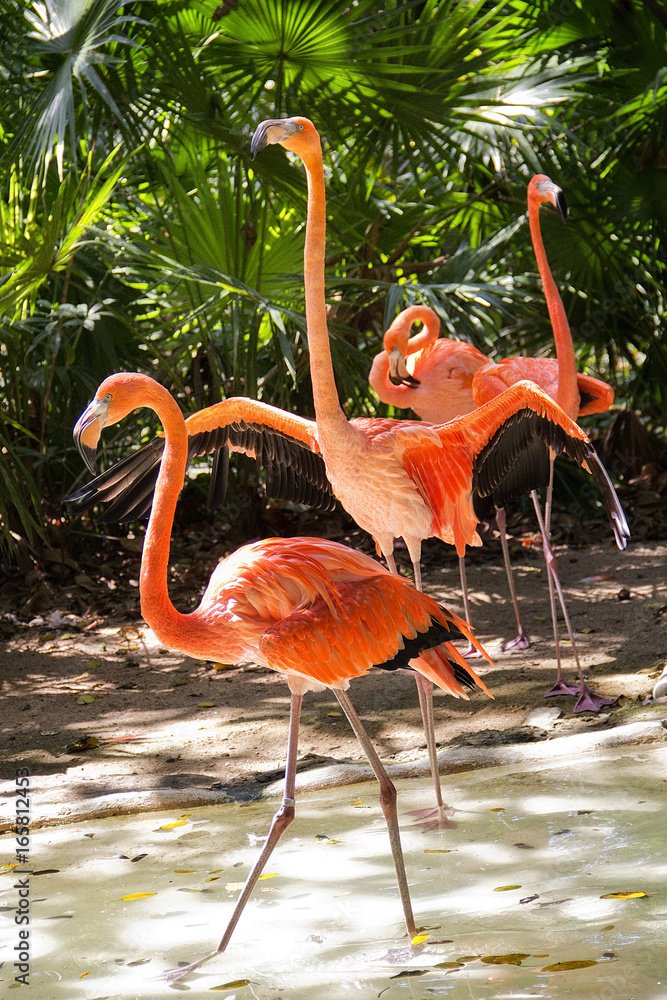 Naklejka premium vier Flamingos
