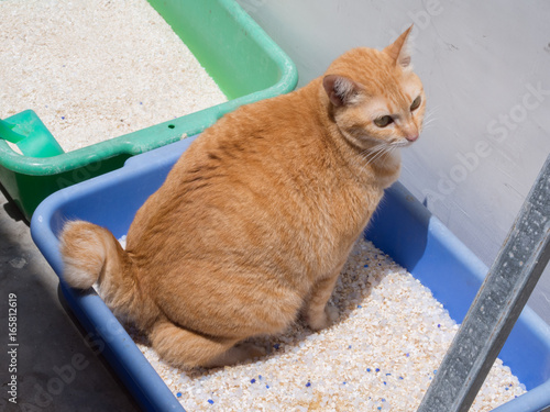 Ginger Cat Pooping / Urinate at Litter